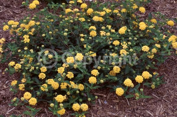 Yellow blooms; Evergreen