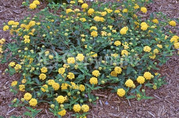 Yellow blooms; Evergreen