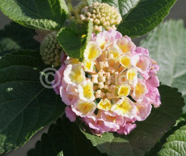 Yellow blooms; White blooms; Pink blooms