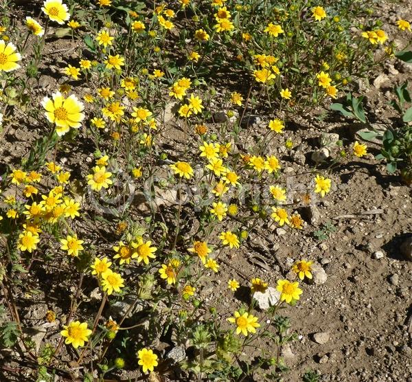 Yellow blooms; North American Native