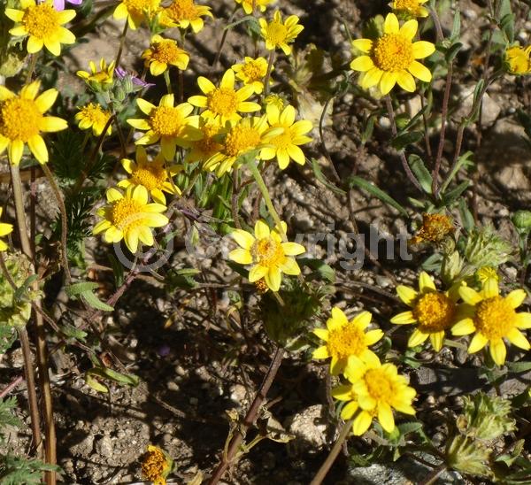 Yellow blooms; North American Native