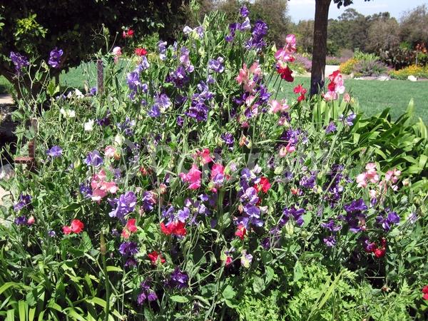 Red blooms; Yellow blooms; Purple blooms; White blooms; Pink blooms; Lavender blooms