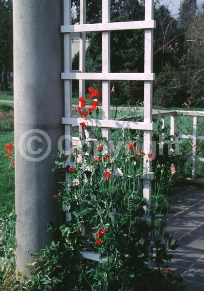 Red blooms; Yellow blooms; Purple blooms; White blooms; Pink blooms; Lavender blooms
