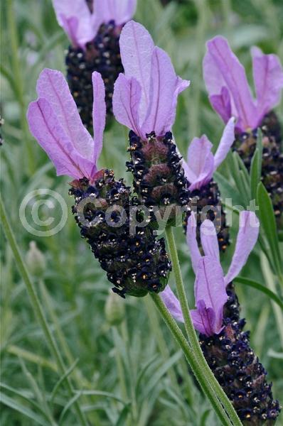 Purple blooms; Evergreen; Needles or needle-like leaf