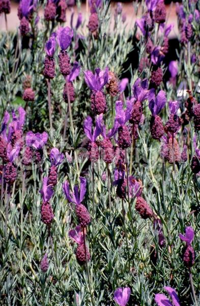 Purple blooms; Evergreen; Needles or needle-like leaf