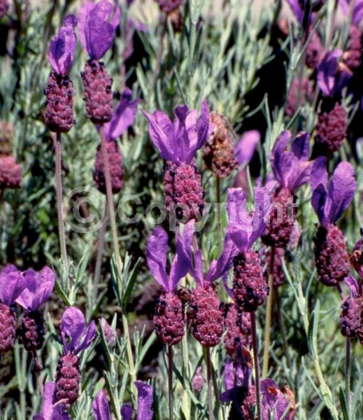 Purple blooms; Evergreen; Needles or needle-like leaf