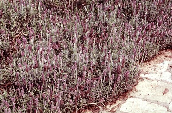 Purple blooms; Evergreen; Needles or needle-like leaf
