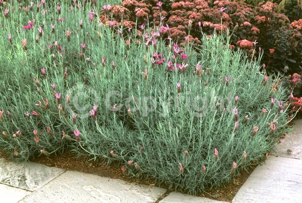 Purple blooms; Evergreen; Needles or needle-like leaf