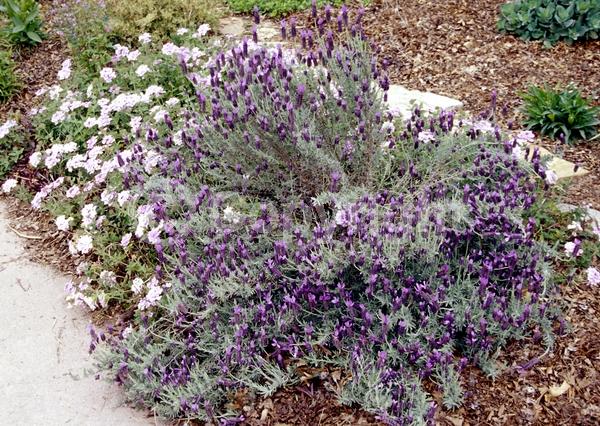 Purple blooms; Evergreen; Needles or needle-like leaf