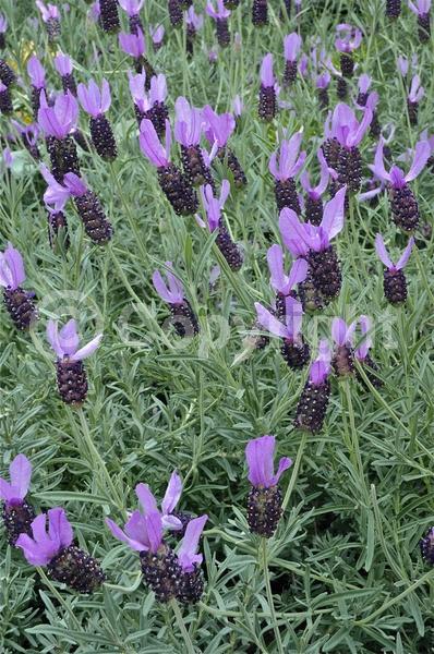 Purple blooms; Evergreen; Needles or needle-like leaf