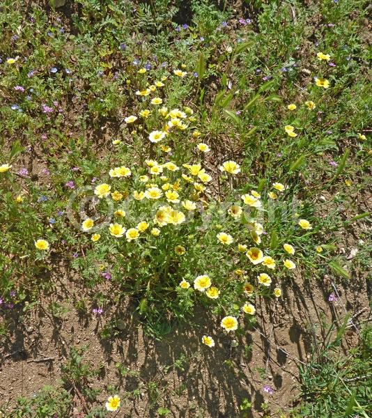 Yellow blooms; North American Native