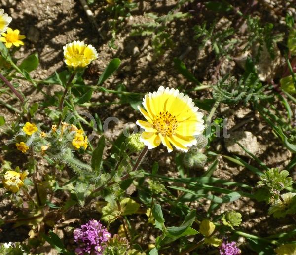 Yellow blooms; North American Native