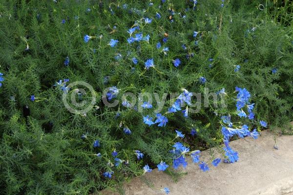 Blue blooms