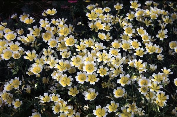 Yellow blooms; North American Native