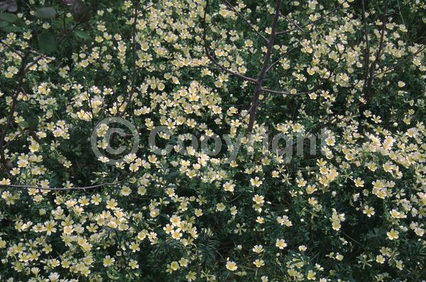 Yellow blooms; North American Native