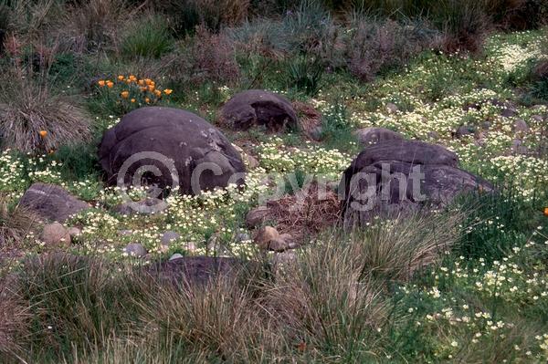 Yellow blooms; North American Native