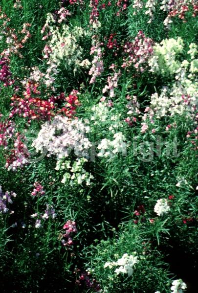 Red blooms; Orange blooms; Yellow blooms; Blue blooms; Purple blooms; Pink blooms; Lavender blooms