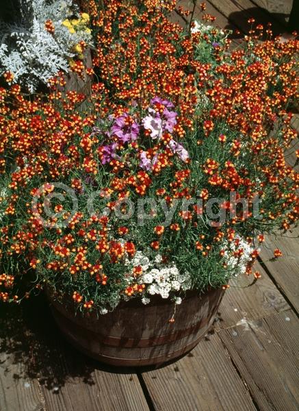 Red blooms; Orange blooms