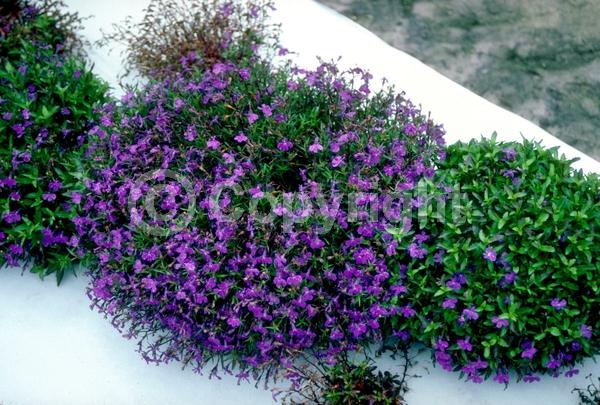 Purple blooms