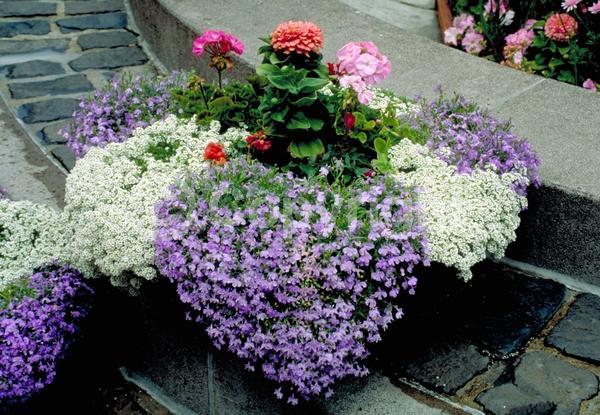 Blue blooms; Purple blooms; White blooms