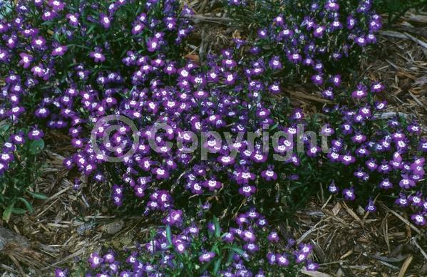 Blue blooms; Purple blooms; White blooms