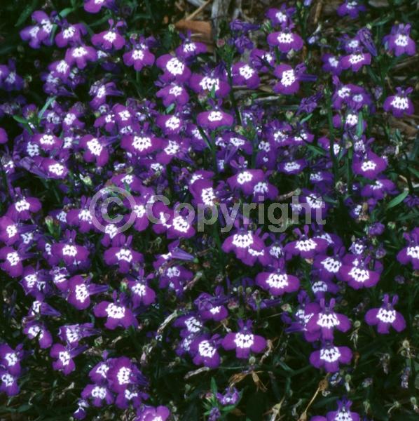 Blue blooms; Purple blooms; White blooms