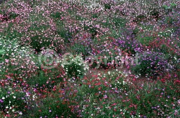Blue blooms; Purple blooms; White blooms