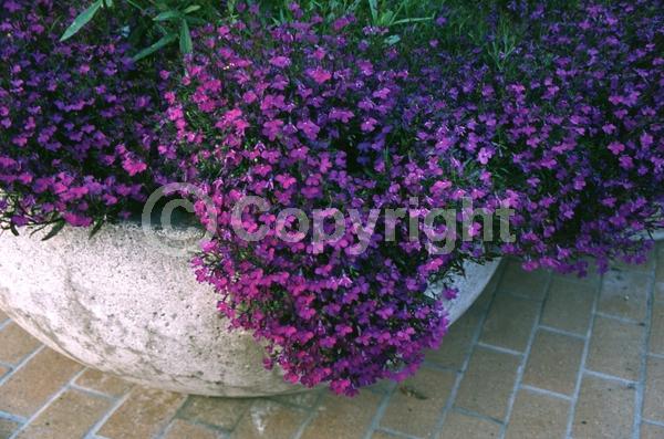 Blue blooms; Purple blooms; White blooms