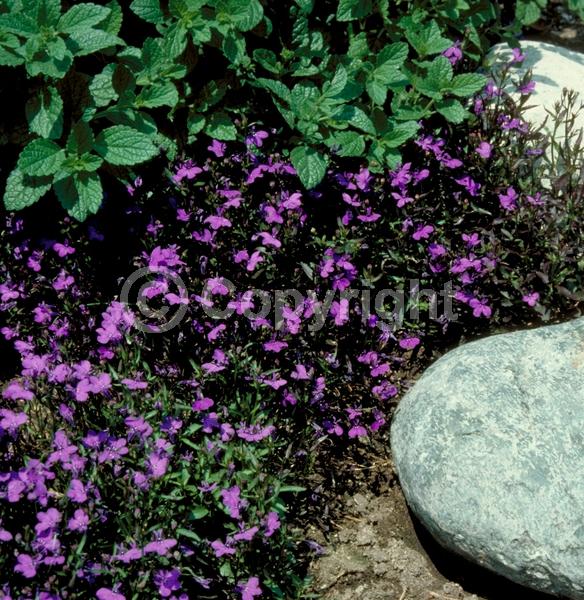Blue blooms; Purple blooms; White blooms