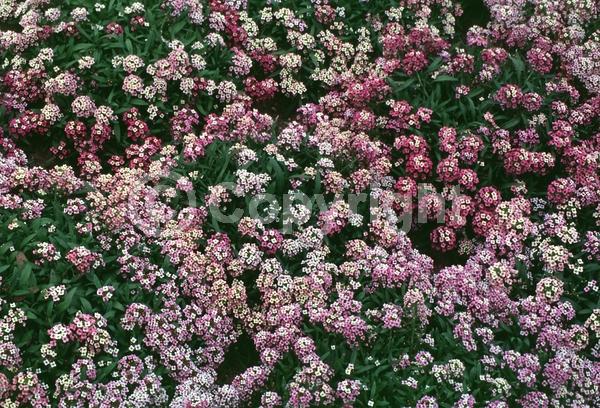Purple blooms; Pink blooms
