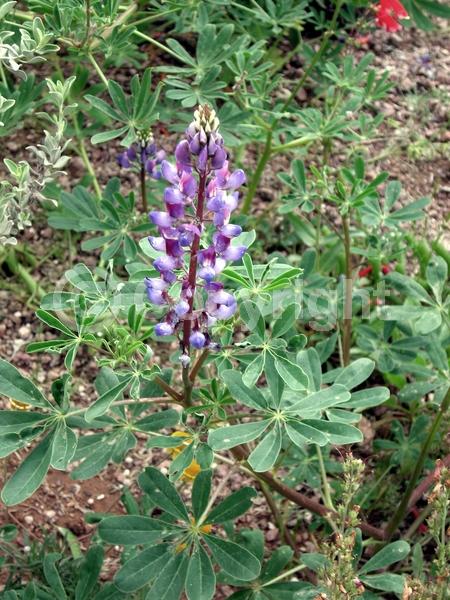 Purple blooms; White blooms; North American Native