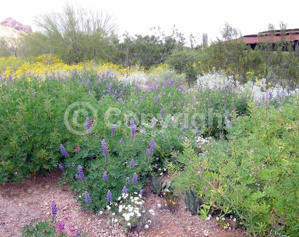 Purple blooms; White blooms; North American Native