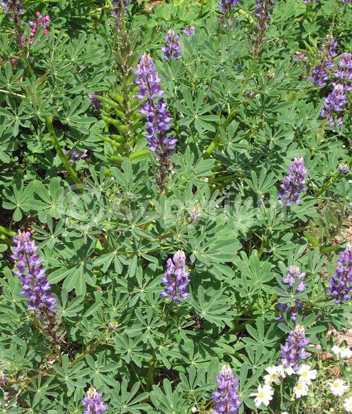 Purple blooms; White blooms; North American Native