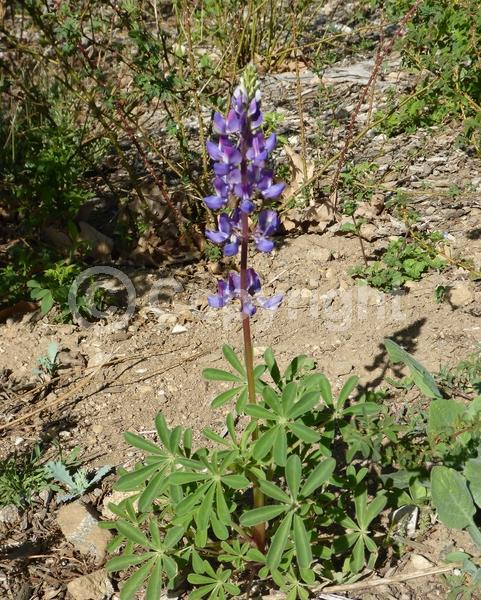 Purple blooms; White blooms; North American Native