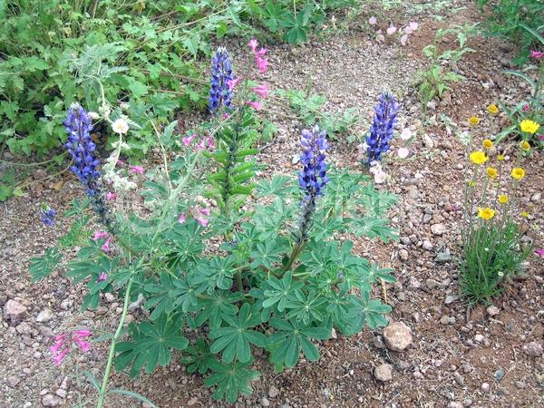 Purple blooms; White blooms; North American Native