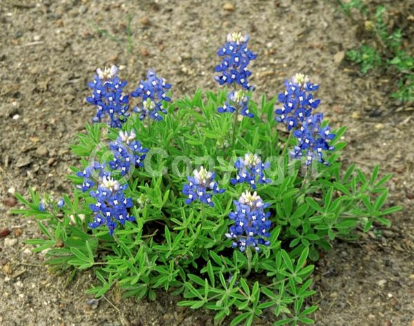 Blue blooms; North American Native