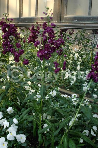 Red blooms; Yellow blooms; Blue blooms; White blooms; Pink blooms; Lavender blooms; Deciduous; Broadleaf