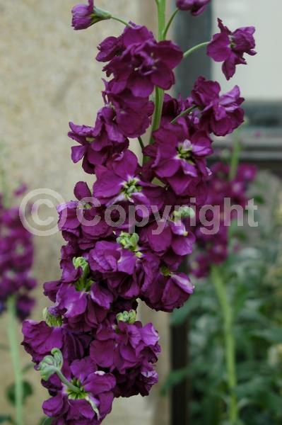 Red blooms; Yellow blooms; Blue blooms; White blooms; Pink blooms; Lavender blooms; Deciduous; Broadleaf