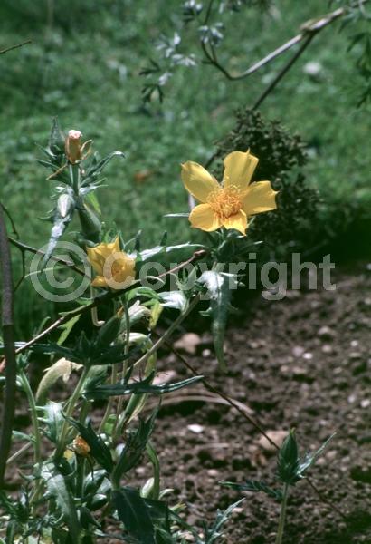 Yellow blooms; North American Native