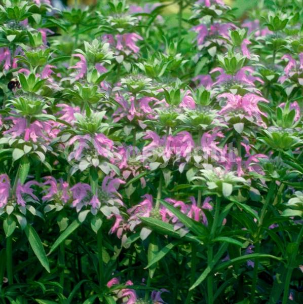 Pink blooms; North American Native