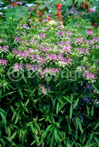 Pink blooms; North American Native