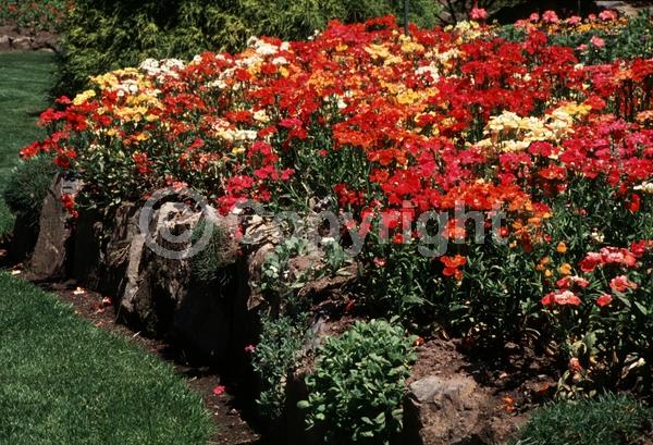 Red blooms; Orange blooms; Yellow blooms; White blooms; Pink blooms