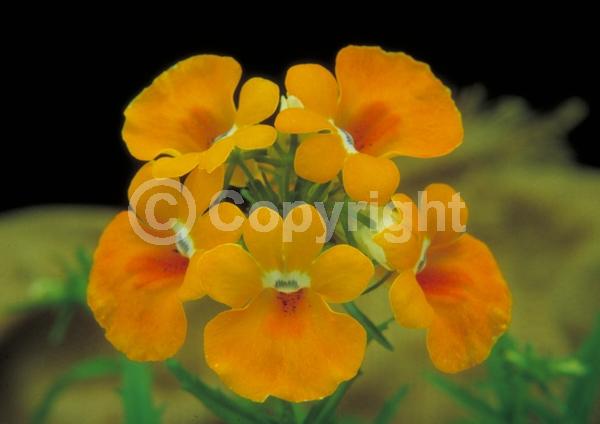 Orange blooms; Yellow blooms; Purple blooms; White blooms; Pink blooms