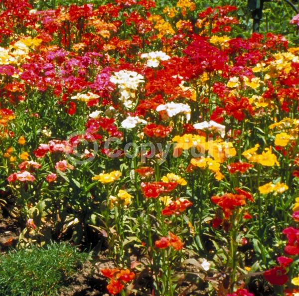 Orange blooms; Yellow blooms; Purple blooms; White blooms; Pink blooms