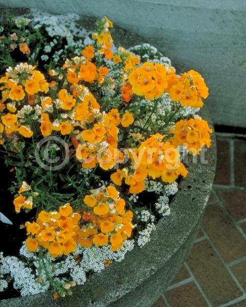 Orange blooms; Yellow blooms; Purple blooms; White blooms; Pink blooms