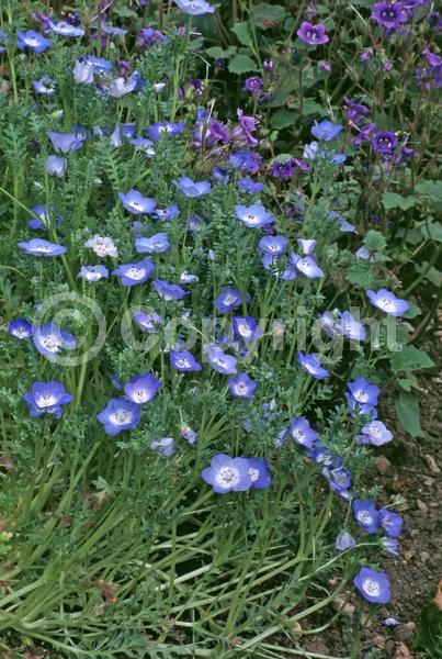 Blue blooms; North American Native