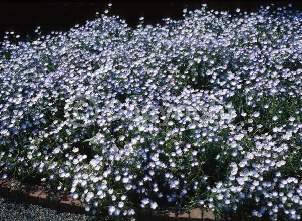 Blue blooms; North American Native