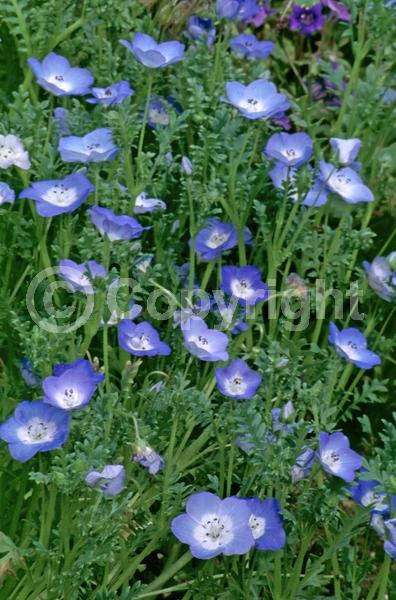 Blue blooms; North American Native
