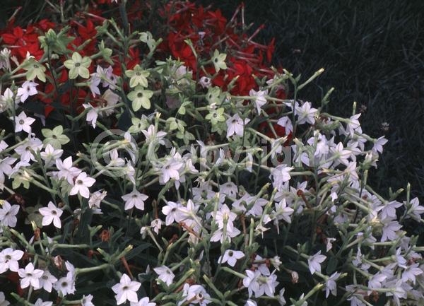 Red blooms; White blooms; Green blooms; Pink blooms