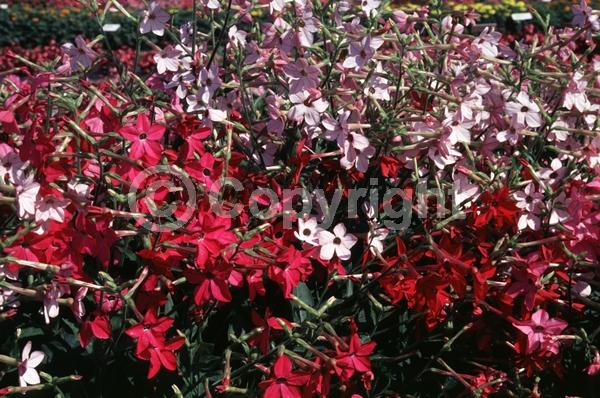 Red blooms; White blooms; Green blooms; Pink blooms